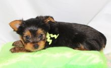 Yorkie Puppies Available for Re-homing