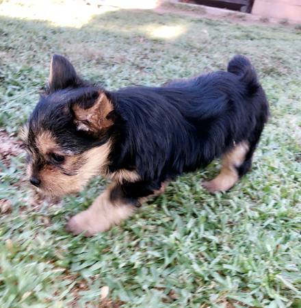 Adorable Yorkie Puppies Image eClassifieds4u