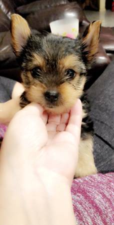 Adorable Yorkie Puppies s Image eClassifieds4u