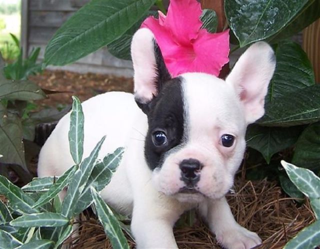 Best Quality French bulldog Puppies.need of new home.House trained. Image eClassifieds4u