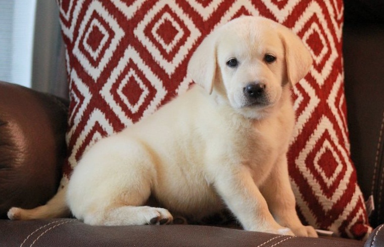 Charming Labrador Retriever Puppies For Sale-E mail on ( paulhulk789@gmail.com ) Image eClassifieds4u
