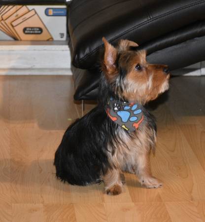 Cute and Adorable Yorkie Puppies for Adoption Image eClassifieds4u