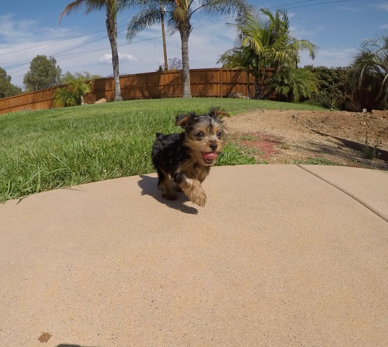 Gorgeous and Healthy Yorkie Puppies for adoption Image eClassifieds4u