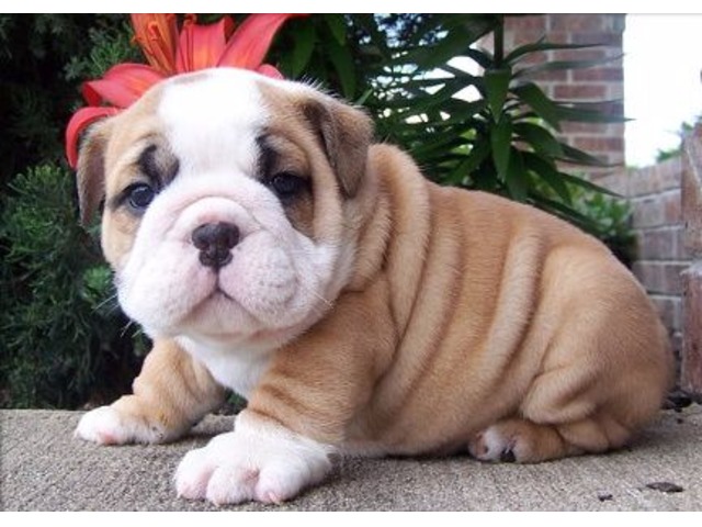Gorgeous pure english bulldog girl and boy puppies available. Image eClassifieds4u