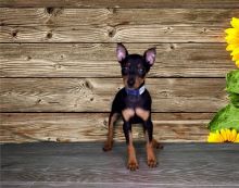 Adourable & Lovable Miniature Pincher Puppies For Good Homes-E mail me only on ( paulhulk789@gmail.c Image eClassifieds4U