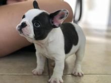 Beautiful Akc Black & White French Bulldog Girls💕 Image eClassifieds4U
