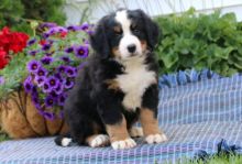 Cuddly Bernese Mountain Dog Puppies For Good Homes- E mail on ( paulhulk789@gmail.com ) Image eClassifieds4U