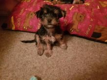 Beautiful Purebred Yorkie Puppies Image eClassifieds4U