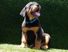 Handsome RRottweiler Puppies Ready Now -E mail on ( paulhulk789@gmail.com ) Image eClassifieds4U