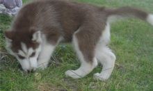Siberian Husky for Adoption (mcginn2456@gmail.com) Image eClassifieds4u 2