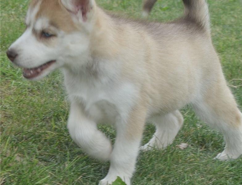 Outstanding Siberian Husky Puppies ready for new homes! Image eClassifieds4u