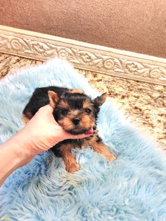 Potty Trained Teacup Yorkie Puppies Image eClassifieds4u