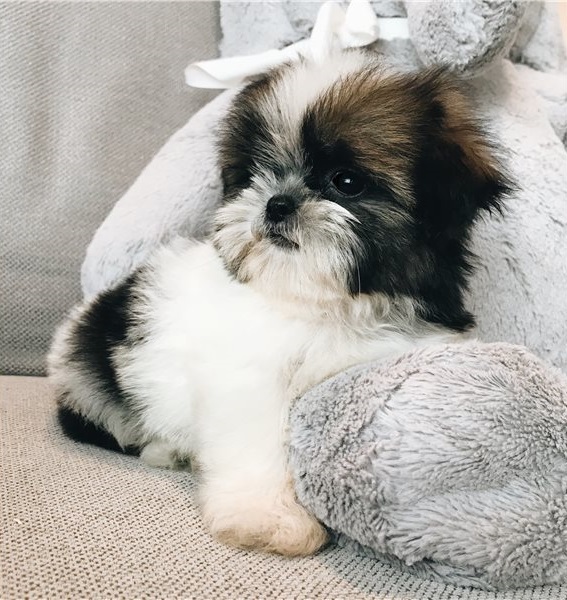 Sweet shih-tzu Puppies for you (danial.l.utes67@gmail.com)) Image eClassifieds4u