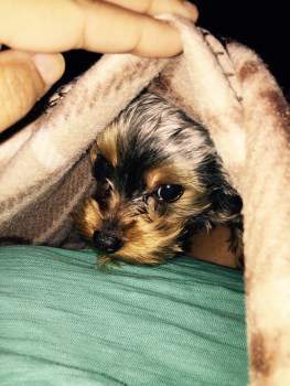 Teacup Yorkie Puppy for Adoption Image eClassifieds4u