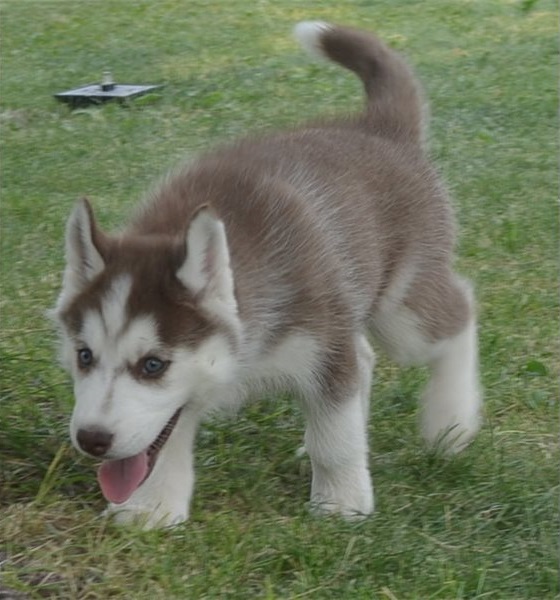 Siberian Husky Puppies for Adoption (mcginn2456@gmail.com) call/text (315) 522-1634 . Image eClassifieds4u