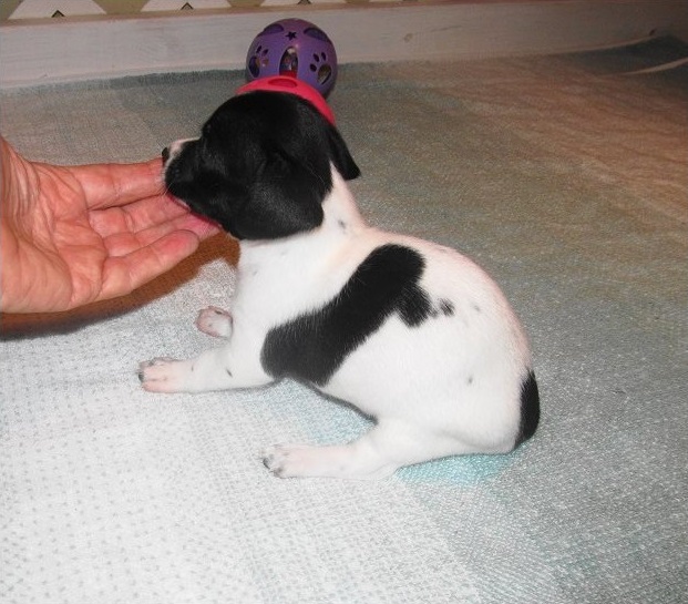 cute chihuahua Puppies Available (mcginn2456@gmail.com) call/text (315) 522-1634 . Image eClassifieds4u