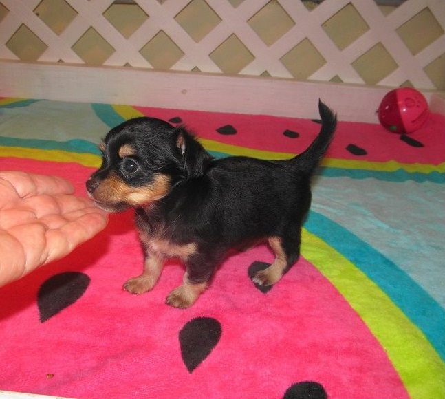 Beutifull Chihuahua Puppies for Rehoming (mcginn2456@gmail.com) call/text (315) 522-1634 . Image eClassifieds4u