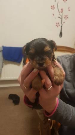 We have some beautiful Yorkie puppies - 140.00 US$ Image eClassifieds4u