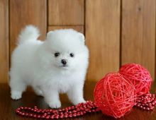 Pomeranian Puppies available.