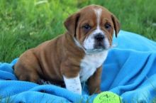 Adorable Best English Bulldog Pups For Excellent Families.