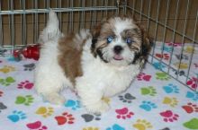 Darling Akc Reg Shih Tzu Puppies Ready