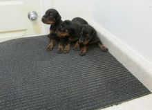 Doberman Pinscher Puppies For Loving and Caring Homes