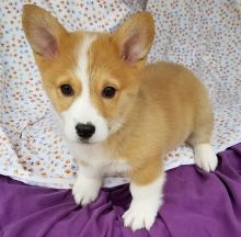 Pembroke Welsh Corgi puppies available