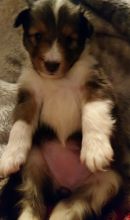 Shetland Sheepdog Puppies Ready
