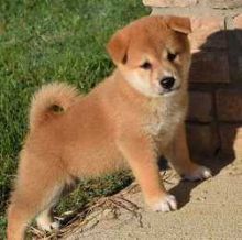 Shiba Inu puppies available