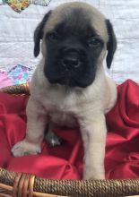 Super loving Mastiff Puppies