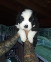 vaccinated saint bernard puppies loving type
