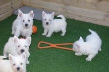 West Highland White Terrier puppies available