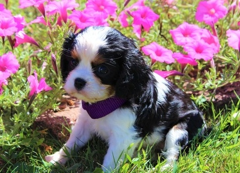 Cavalier King Charles Spaniel Puppies For Loving and Caring Homes Image eClassifieds4u