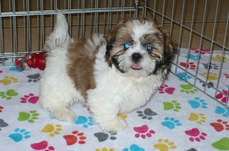 Darling Akc Reg Shih Tzu Puppies Ready Image eClassifieds4u