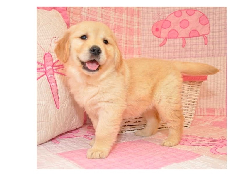 dghfjhk Golden Retriever puppies Image eClassifieds4u