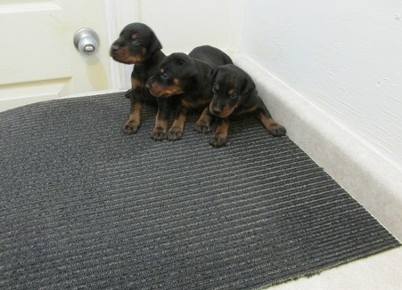 Doberman Pinscher Puppies For Loving and Caring Homes Image eClassifieds4u