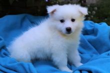 American Eskimo puppies available Image eClassifieds4u 1