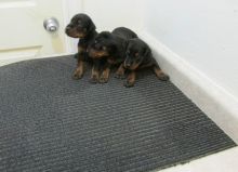 Doberman Pinscher Puppies For Loving and Caring Homes Image eClassifieds4U