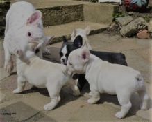 French Bulldog Puppies available Image eClassifieds4U