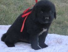 newfoundland puppies ready Image eClassifieds4U
