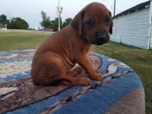 Rhodesian Ridgeback Puppies For Sale Image eClassifieds4U