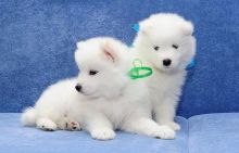 Samoyed puppies available Image eClassifieds4U