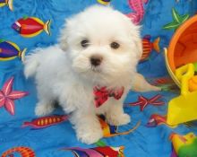Two Teacup Maltese Puppies Needs a New Family Image eClassifieds4U