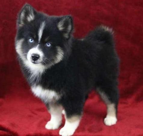 Pomsky puppies available Image eClassifieds4u