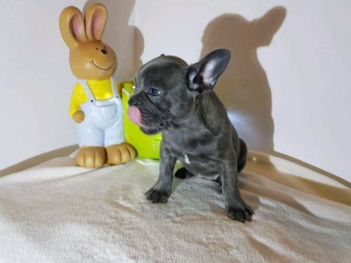 Super adorable black and blue CKC French Bulldog Image eClassifieds4u