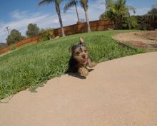 Two adorable 11 weeks old Yorkie puppies