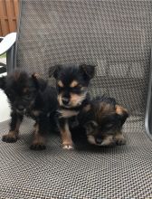 Male and Female Yorkie Puppies