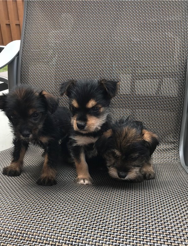 Male and Female Yorkie Puppies Image eClassifieds4u