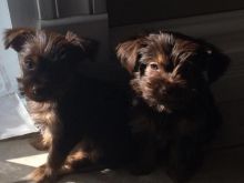 Rare Chocolate & Tan Yorkie Puppy, ready to re-home now Tex 543-5543
