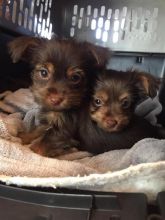 Rare Chocolate & Tan Yorkie Puppy, ready to re-home now Tex 543-5543 Image eClassifieds4u 4